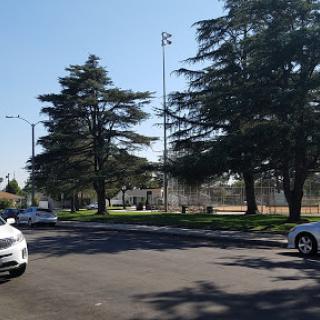 A sunny day at a park, featuring tall trees and parked cars.