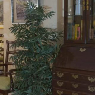 A living room corner with a leafy plant and wooden furniture, including a bookshelf filled with books.