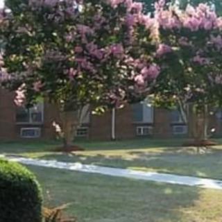 A peaceful outdoor scene with blooming trees and a brick building in the background.
