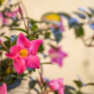 A vibrant pink flower with a yellow center surrounded by green foliage.
