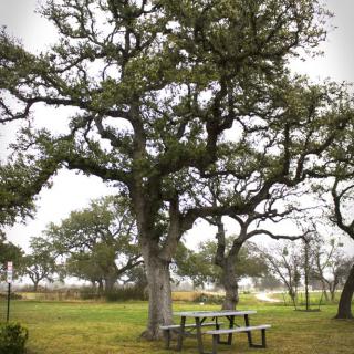 A large oak tree with sprawling branches stands beside a picnic table in a grassy park under an overcast sky.