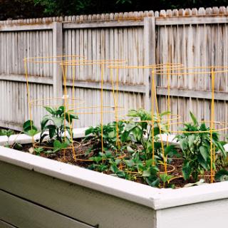 A well-maintained raised vegetable garden with plants growing alongside a wooden fence.