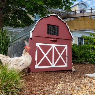 A chicken standing near a small red barn in an outdoor garden setting.