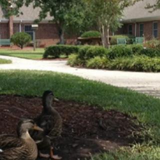 Ducks relaxing in a park with greenery and a building in the background.