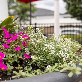 Colorful flowers in a garden setting with a blurred background.