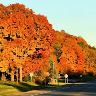 A picturesque autumn scene showcasing vibrant orange and yellow foliage along a quiet road.