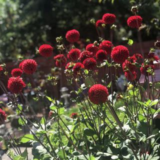 A vibrant garden filled with blooming red flowers under the sunlight.