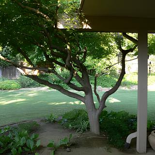 A tranquil garden scene with a tree providing shade on a sunny day.