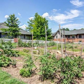 A vegetable garden in a residential area on a sunny day.