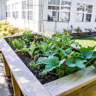 A raised garden bed filled with various vegetables in an urban setting.