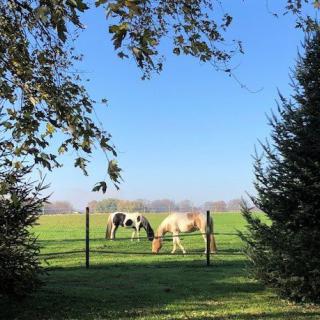 Two horses grazing in a serene pasture under a clear blue sky.
