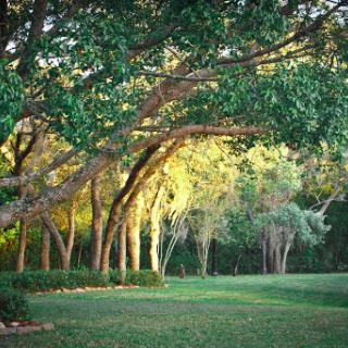 A serene view of a lush green park with sunlit trees.