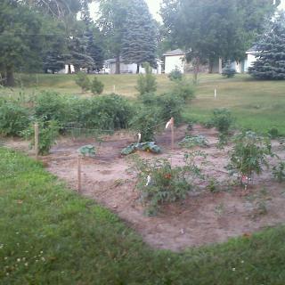 A small vegetable garden surrounded by grass and trees in a backyard setting.