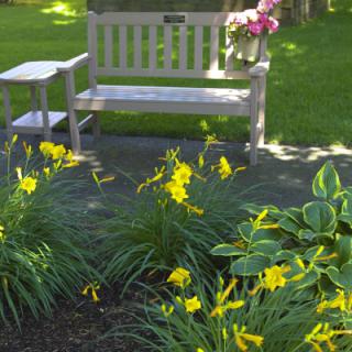 A serene garden scene with a wooden bench, surrounded by blooming yellow flowers and lush greenery.