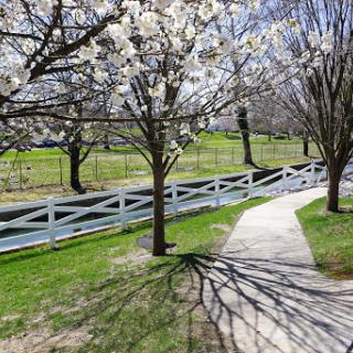 A serene spring scene featuring blossoming trees along a winding pathway beside a tranquil stream.