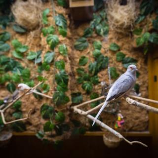 Two beautiful budgerigars perched on branches amidst lush greenery.