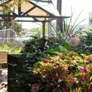 A vibrant garden filled with colorful flowers under a sunny sky.