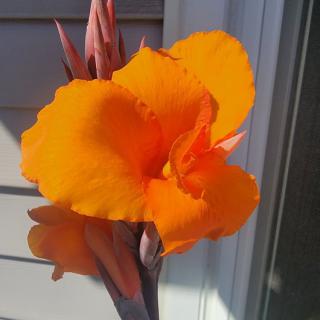 A vibrant orange flower in full bloom against a background of siding.