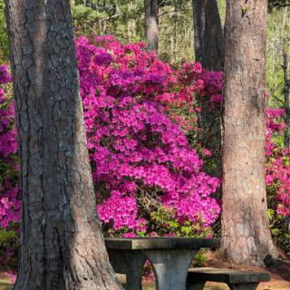 A vibrant display of pink azaleas surrounded by tall trees in a peaceful garden setting.