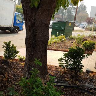 A view of a tree and a blue truck parked near a green dumpster in an urban landscape.