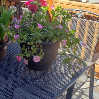 Potted flowers on a metal patio table basking in the sun.