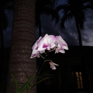 A beautiful orchid illuminated against a nighttime backdrop.