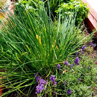 A vibrant garden bed featuring chives and lavender in full bloom.