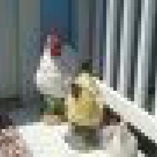Chicken standing on a deck next to a bottle in the sunlight.