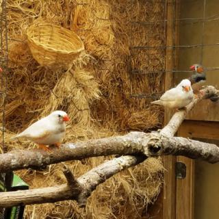 Two finches perched on a branch inside their enclosure.
