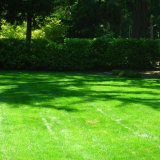 A lush green lawn with shadows from nearby trees on a sunny day.