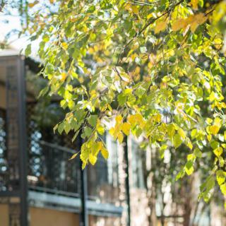 Sunlit leaves hanging over a building, showcasing the beauty of nature.