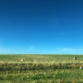 A serene view of a grassy field under a clear blue sky.