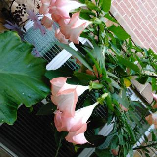 A beautiful display of pink flowers surrounded by lush green leaves, adding a touch of nature's elegance.