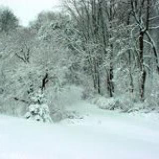A serene winter forest covered in snow.