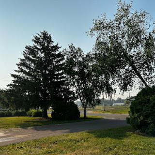 A serene view of trees and grass under a clear blue sky.