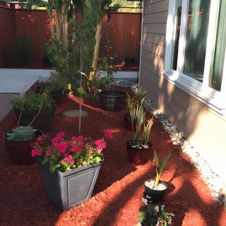 A landscaped garden with various potted plants under sunlight.