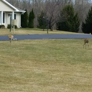 Two deer grazing in a suburban lawn.