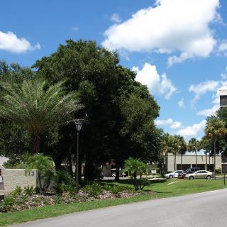 A sunny day featuring palm trees and a building along a road under blue skies with clouds.