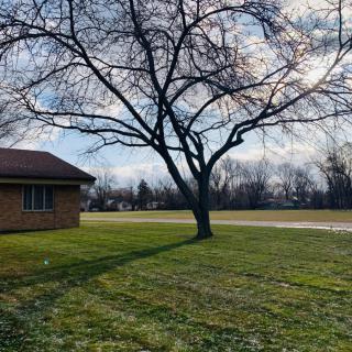 A lone tree with bare branches stands on a lawn near a house under a cloudy sky.