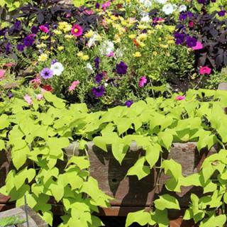 A vibrant garden with various colorful flowers and lush green plants.