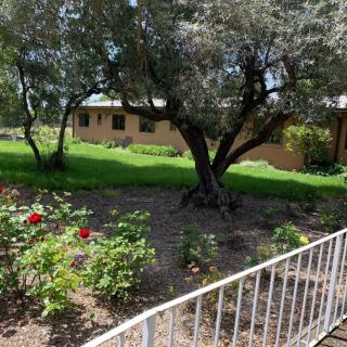 A peaceful garden scene with a tall tree, blooming flowers, and a house in the background.