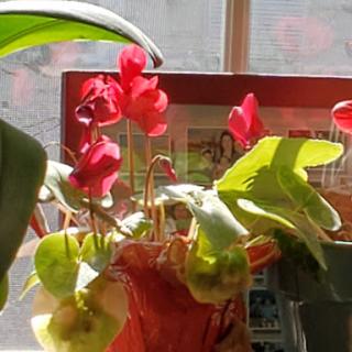 A vibrant display of indoor plants, showcasing bright red flowers and lush green leaves in a well-lit window.