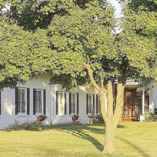A charming home surrounded by lush greenery and a well-maintained lawn.