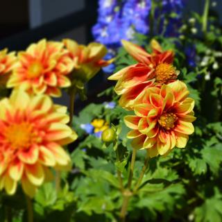 Vibrant yellow and orange dahlias in full bloom in a garden setting.