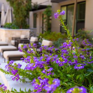 A serene patio with vibrant purple flowers and inviting outdoor seating.