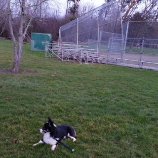 A dog relaxing on the grass near a baseball field in the evening.
