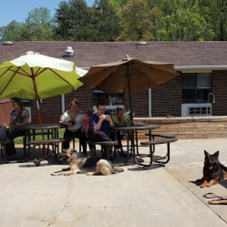 A sunny day at the park with people relaxing and dogs enjoying the outdoors.