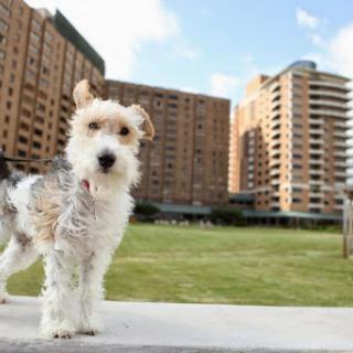 A playful terrier stands proudly in a park with modern buildings in the background.