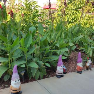 Garden gnomes line a sidewalk next to lush green plants.