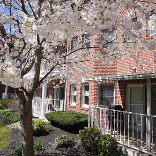A beautiful spring day with cherry blossoms blooming in front of a residential building.